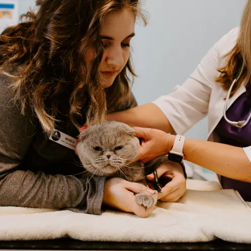 Frontier Village Veterinary Clinic staff members checking out a grey cat on an exam table
